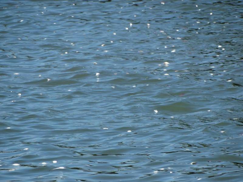 Causa da mortalidade de peixes na região de Tubarão ainda é desconhecida — foto 3