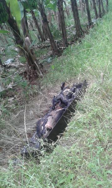 Moradores do Morro Albino encontram animais mortos em um caixão — foto 4