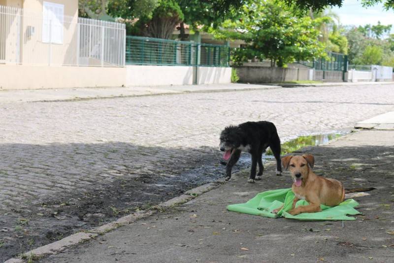 Número de animais abandonados aumenta na temporada, no Rincão — foto 1