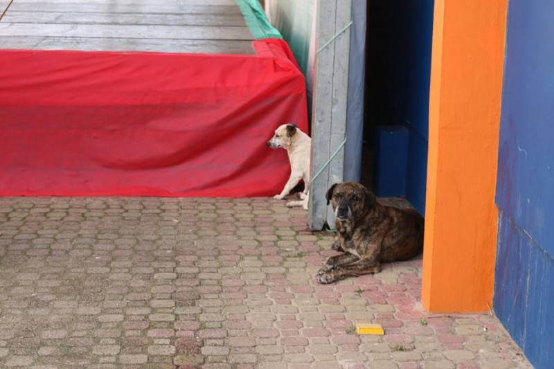 Número de animais abandonados aumenta na temporada, no Rincão — foto 2