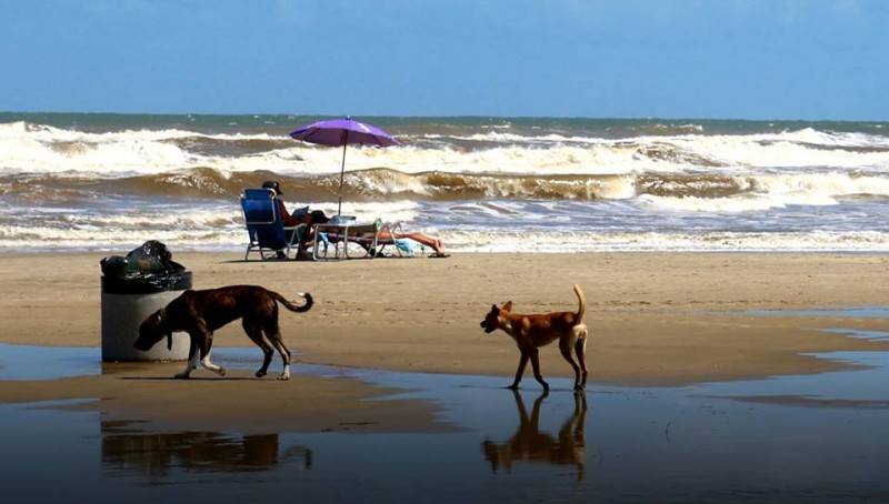 Número de animais abandonados aumenta na temporada, no Rincão — foto 3