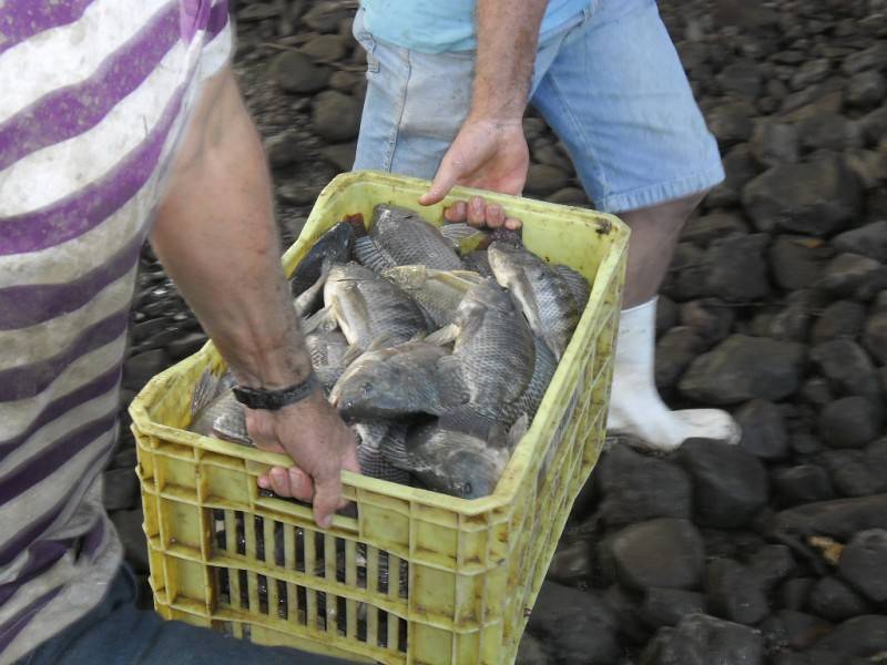 Na semana santa, peixes serão vendidos em três locais em Forquilhinha — foto 1