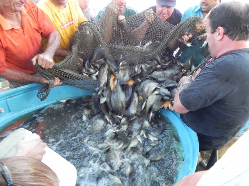 Na semana santa, peixes serão vendidos em três locais em Forquilhinha — foto 2