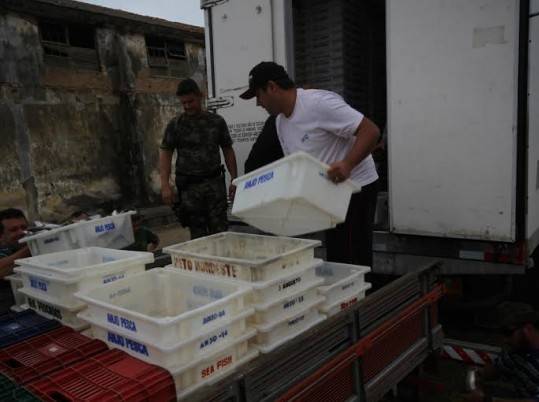 Treze toneladas de peixe ilegal foram apreendidas em Laguna — foto 2