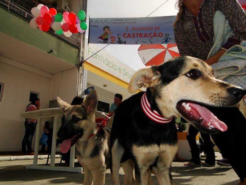 Mutirão resulta em 120 castrações de animais em Urussanga — foto 1