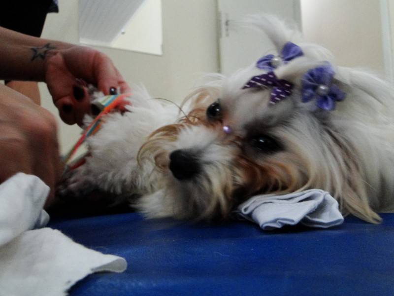 Mutirão resulta em 120 castrações de animais em Urussanga — foto 4