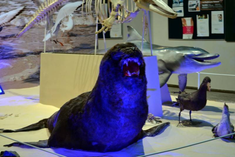 Museu de Zoologia da Unesc recebe primeiro exemplar de leão-marinho — foto 2