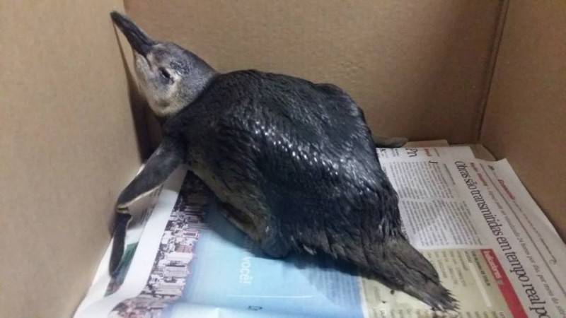Pinguim é encontrado no bairro Renascer — foto 2