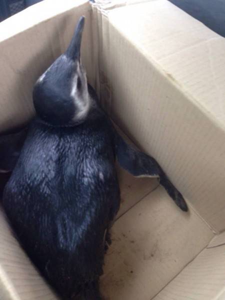 Pinguim é encontrado no bairro Renascer — foto 3