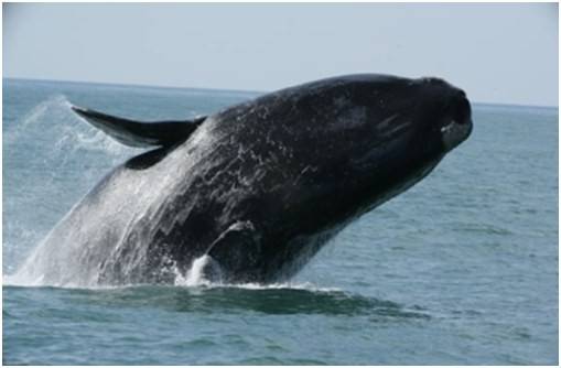 Turismo de observação de baleias busca registro de Indicação Geográfica — foto 4