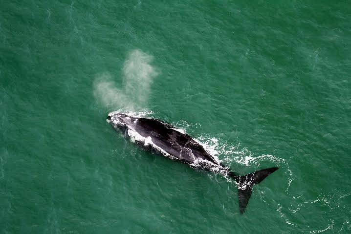 Litoral catarinense registra grande número de baleias e golfinhos — foto 1
