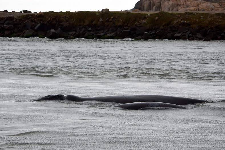 Baleia franca entra com filhote no Canal da Barra, em Laguna — foto 1