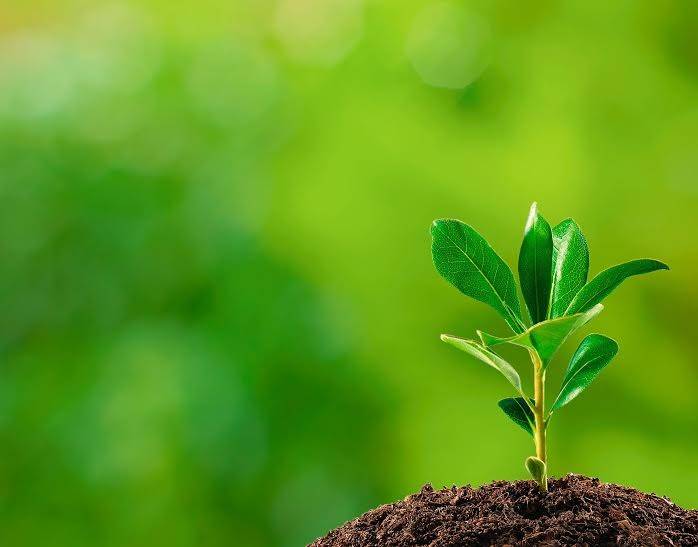 Mestrado contribui para a criação de alternativas sustentáveis — foto 1