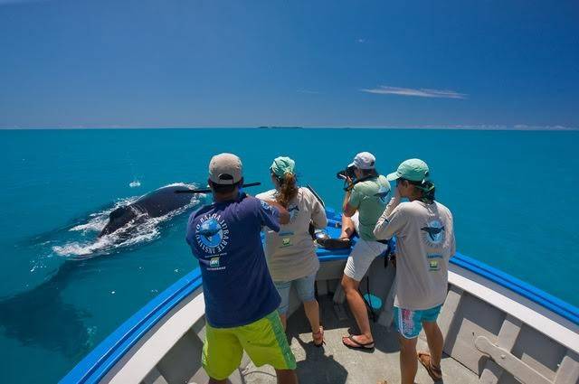 Rota da Baleia Franca estreia em evento de viagens — foto 1