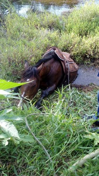 Bombeiros resgatam cavalo atolado em córrego — foto 2