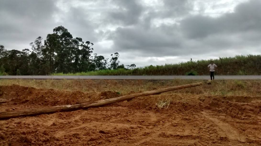 Eucaliptos e o seu Mazzuchello no caminho da Via Rápida — foto 1