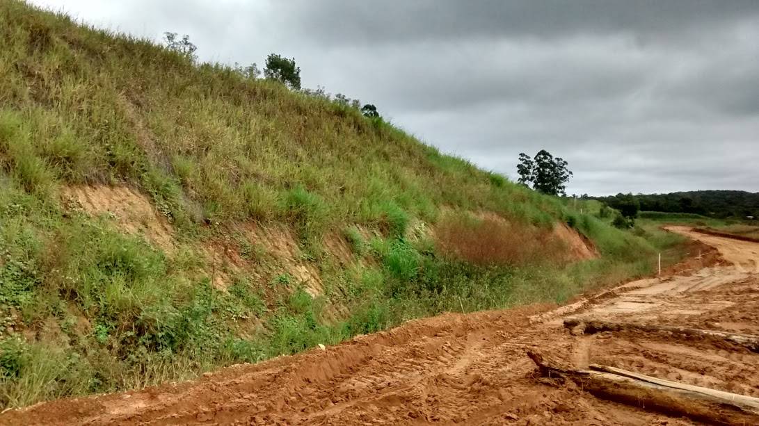 Eucaliptos e o seu Mazzuchello no caminho da Via Rápida — foto 2
