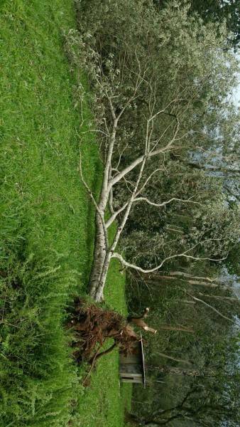 Prefeitura de Treviso contabiliza prejuízos causados pelo vento — foto 14