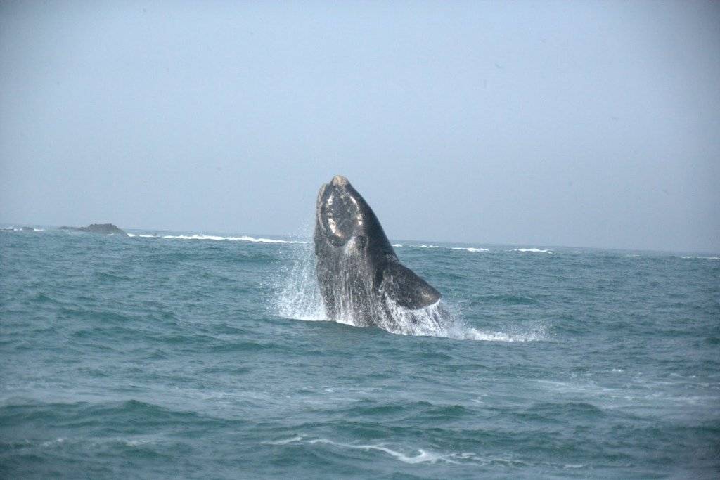 Temporada 2017 Rota da Baleia Franca é lançada oficialmente — foto 1