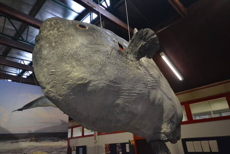 Crianças celebram a chegada do Peixe-lua no Museu de Zoologia — foto 2