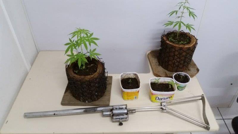 Espingarda artesanal e mudas de maconha são apreendidas em serralheria — foto 1