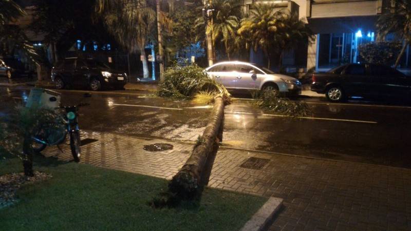 Árvore cai e bloqueia trânsito no Centro — foto 1