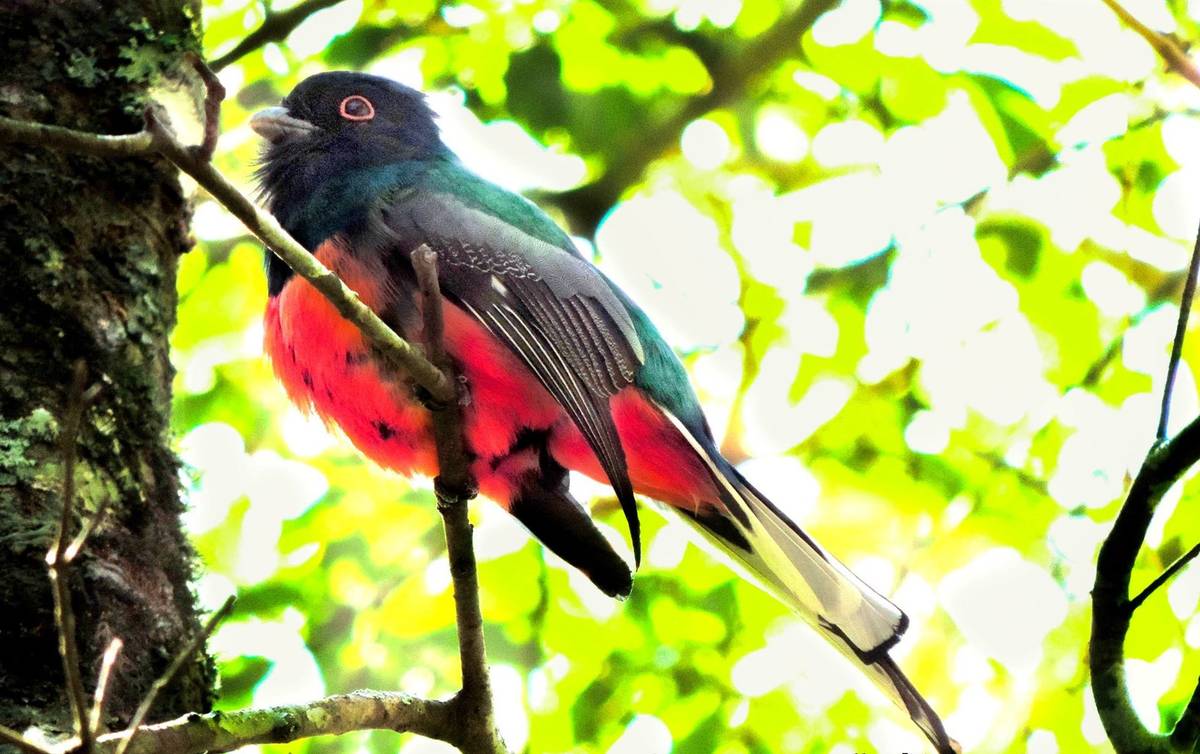 Treviso lança cartilha sobre observação da vida silvestre — foto 1
