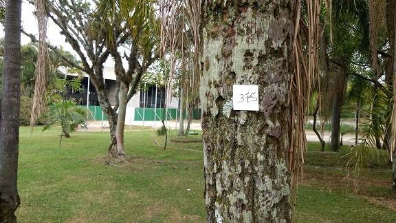 Inventário aponta futuro das 740 árvores do Paço — foto 1