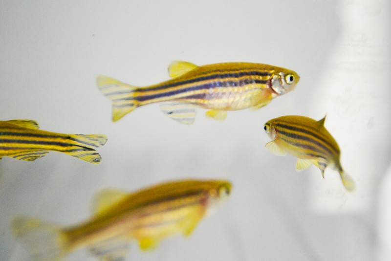 Unesc utiliza peixes em pesquisas científicas — foto 1