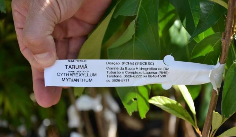 Comitê contribui para a recomposição de vegetação em área de deslizamento — foto 1
