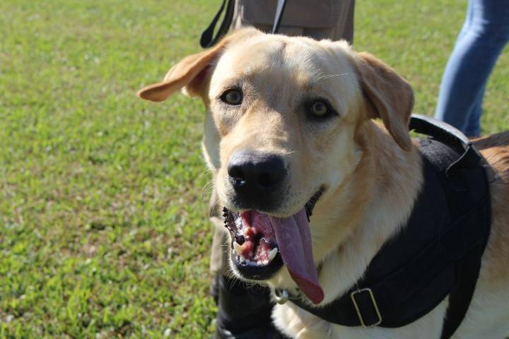 Cão Marley auxilia na terapia de alunos da AMA — foto 6