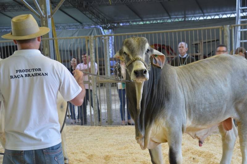 AgroPonte 2018: Julgamento inédito de raças destaca o terceiro dia — foto 1