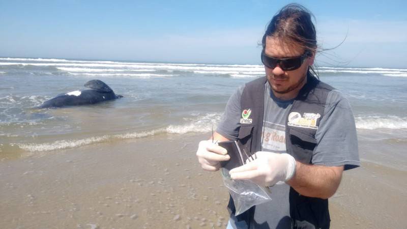 Filhote de baleia- franca é resgatado em Balneário Rincão — foto 1