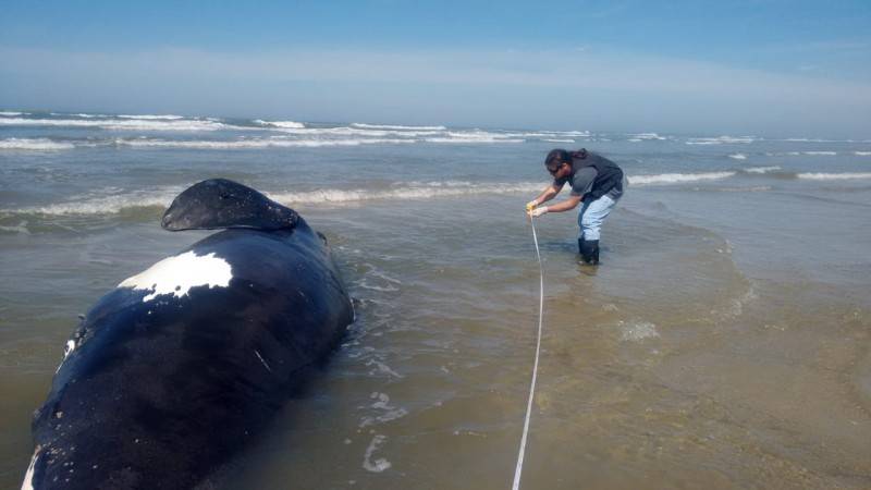 Filhote de baleia- franca é resgatado em Balneário Rincão — foto 2