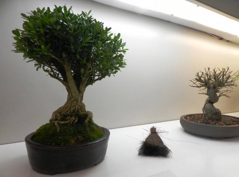 Últimos dias para conferir exposição de bonsai — foto 1