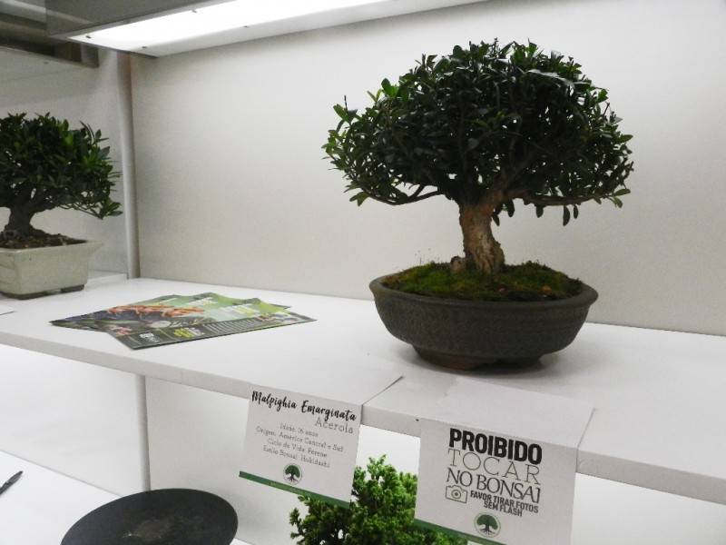 Últimos dias para conferir exposição de bonsai — foto 2