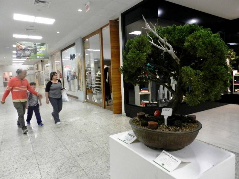 Últimos dias para conferir exposição de bonsai — foto 4