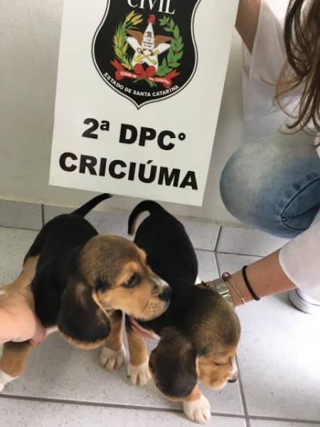 Mulher suspeita de integrar grupo criminoso é presa — foto 1