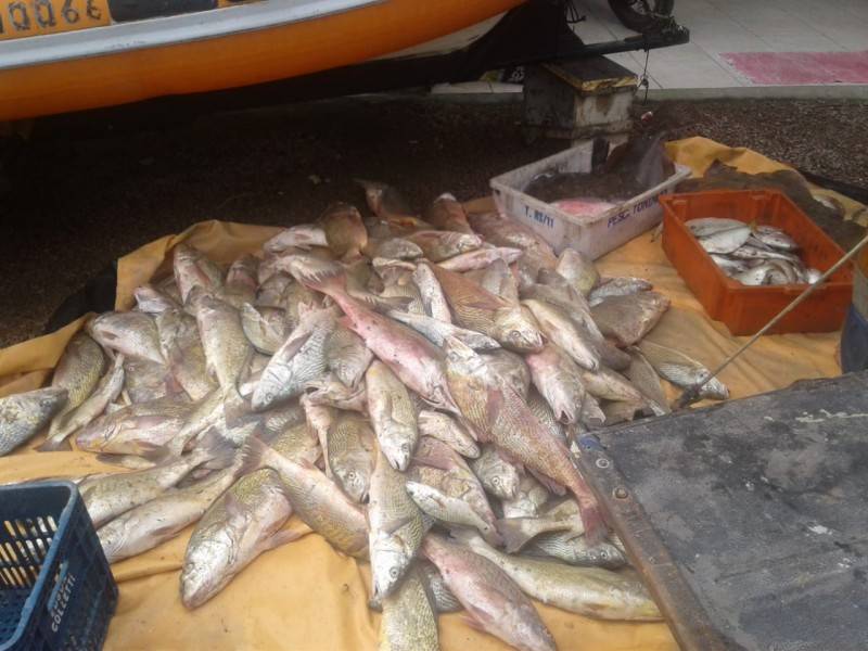 Com baixa na pesca da anchova, aposta dos pescadores está na corvina — foto 1