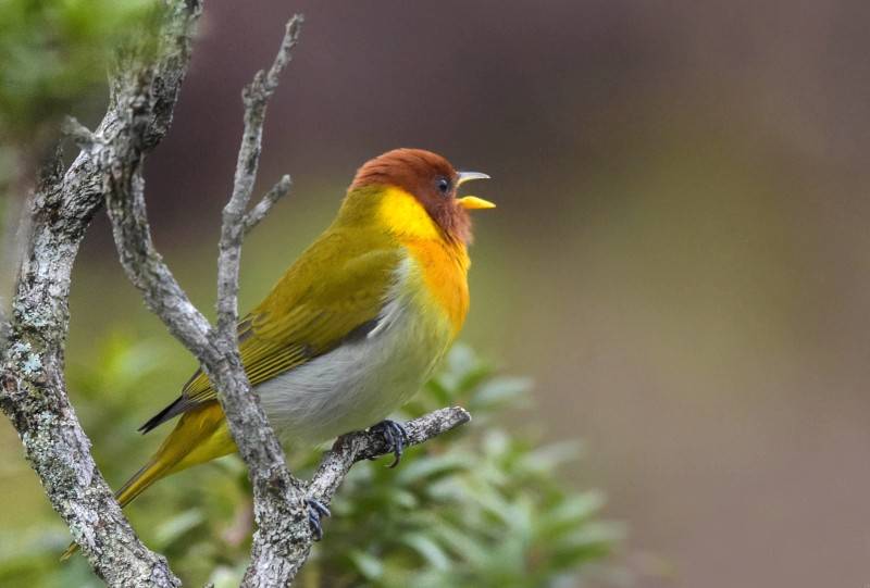 Exposição reúne registros de aves do Sul de SC — foto 1