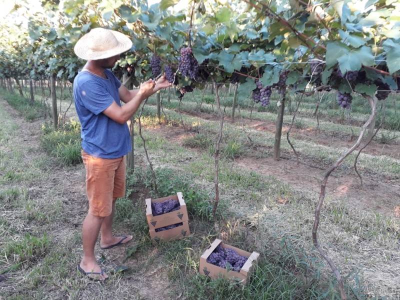 Casal é pioneiro na plantação de uvas em Içara — foto 1