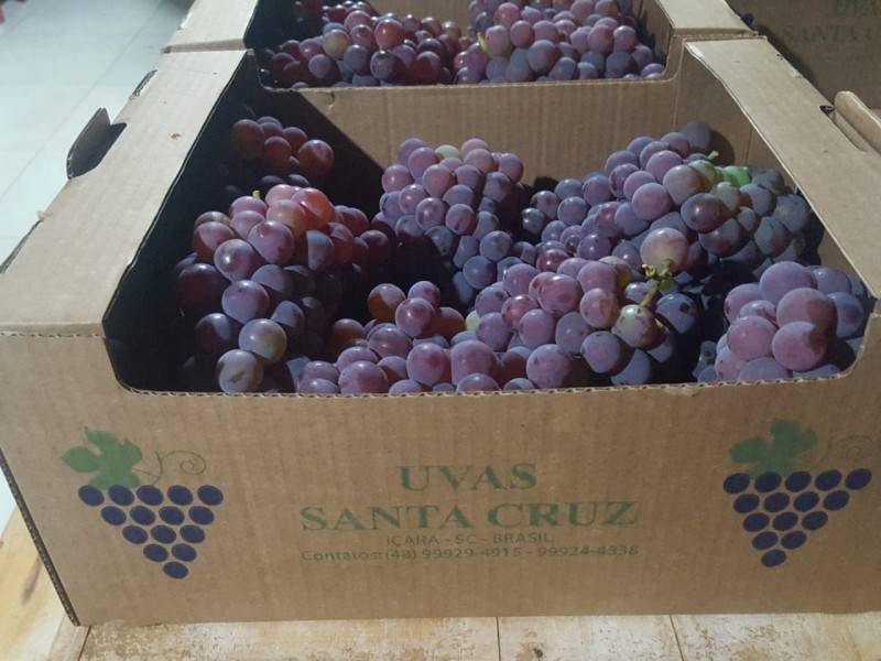 Casal é pioneiro na plantação de uvas em Içara — foto 2