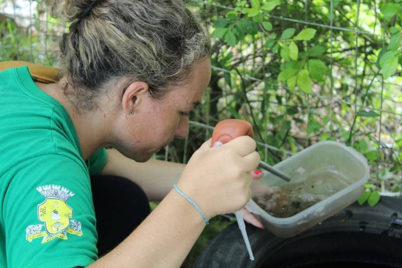 Larvas do mosquito Aedes aegypti são encontradas em Maracajá — foto 5