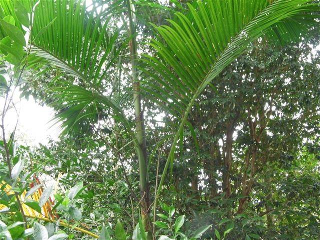 Pesquisadores do CTSatc desenvolvem ações para preservar palmito — foto 5