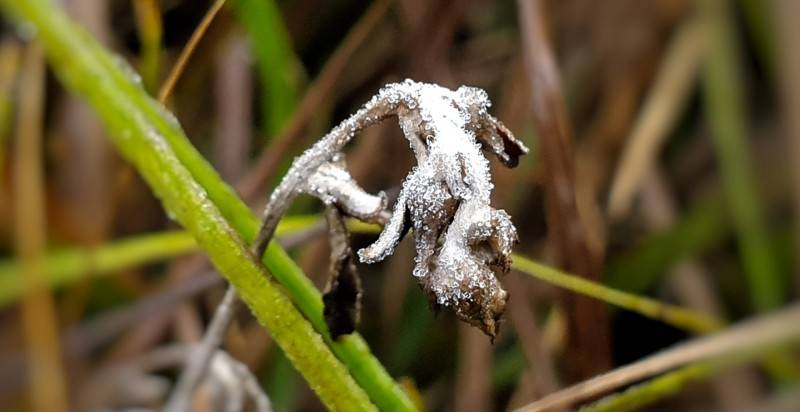 Geada em São Joaquim e temperaturas próximas de 0ºC — foto 12
