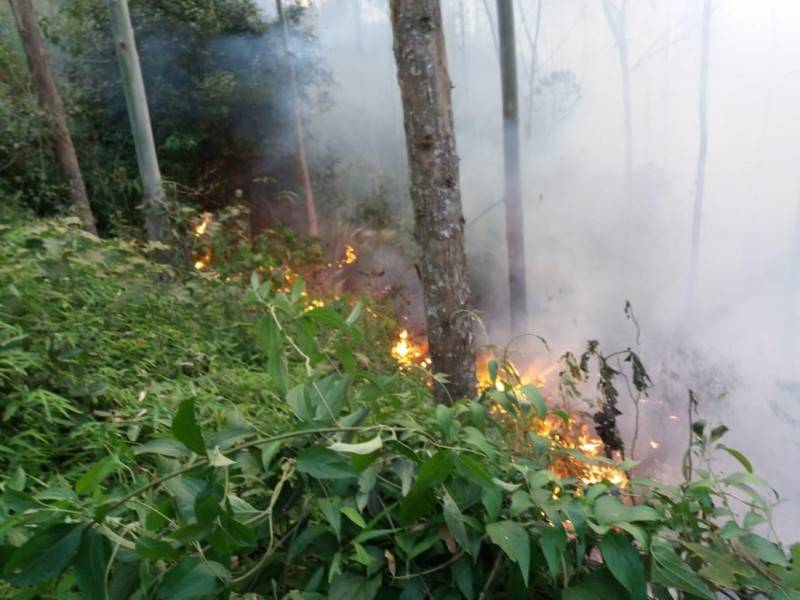 Incêndio atinge 10 hectares de reflorestamento em Rio Fortuna — foto 1