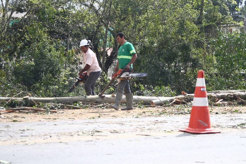 Supressão vegetal, em bordo da SC-390 de Lauro Müller, finaliza derrubada de árvores maiores — foto 2