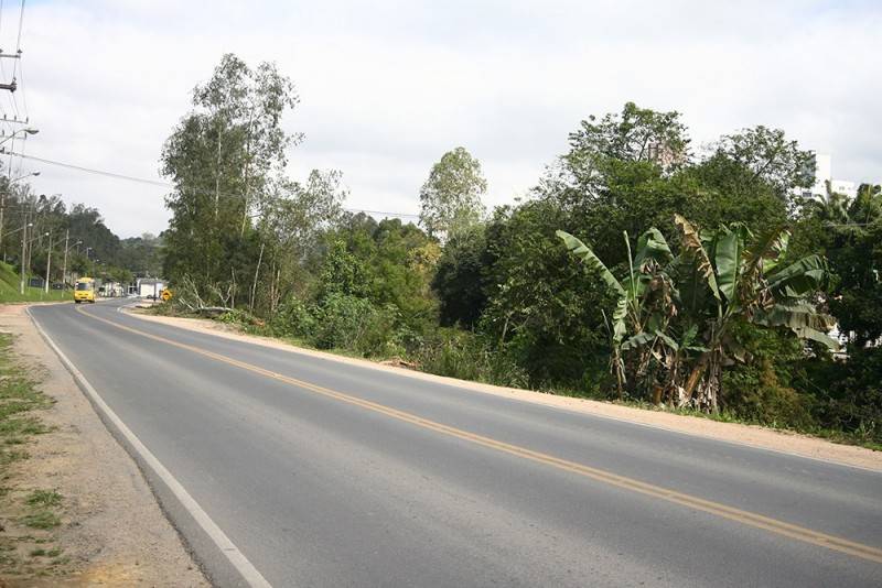 Supressão vegetal, em bordo da SC-390 de Lauro Müller, finaliza derrubada de árvores maiores — foto 4