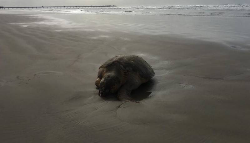 Tartaruga é encontrada morta na orla do Balneário Rincão — foto 2