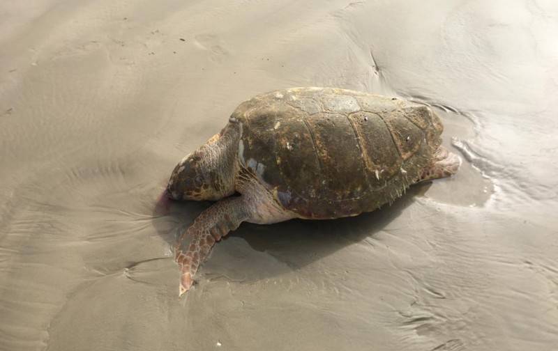 Tartaruga é encontrada morta na orla do Balneário Rincão — foto 3